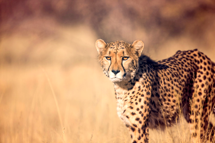 shallow focus photography of leopard